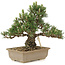 Pinus thunbergii, 25,5 cm, ± 25 ans