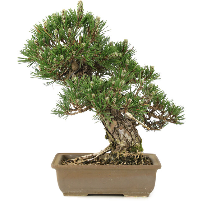 Pinus thunbergii, 29 cm, ± 25 jaar oud