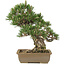 Pinus thunbergii, 29 cm, ± 25 jaar oud