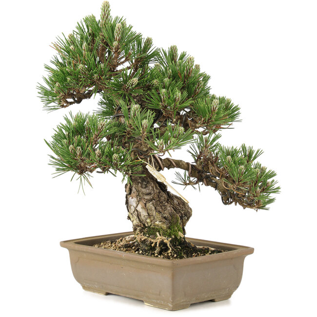 Pinus thunbergii, 29 cm, ± 25 años