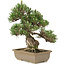 Pinus thunbergii, 29 cm, ± 25 jaar oud