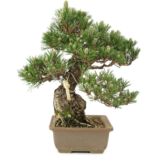 Pinus thunbergii, 29 cm, ± 25 jaar oud