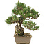 Pinus thunbergii, 29 cm, ± 25 jaar oud