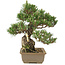Pinus thunbergii, 29 cm, ± 25 years old