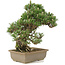 Pinus thunbergii, 29 cm, ± 25 jaar oud