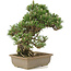 Pinus thunbergii, 29 cm, ± 25 Jahre alt