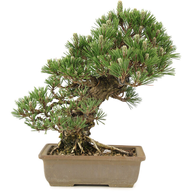Pinus thunbergii, 29 cm, ± 25 anni