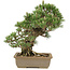 Pinus thunbergii, 29 cm, ± 25 ans