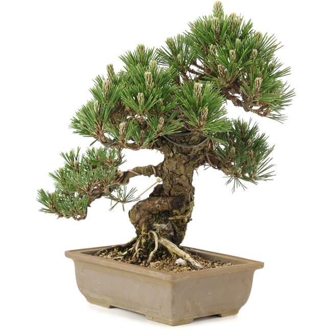 Pinus thunbergii, 29 cm, ± 25 Jahre alt