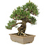 Pinus thunbergii, 29 cm, ± 25 años
