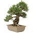Pinus thunbergii, 29 cm, ± 25 jaar oud