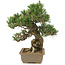 Pinus thunbergii, 29 cm, ± 25 ans