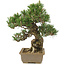 Pinus thunbergii, 29 cm, ± 25 jaar oud
