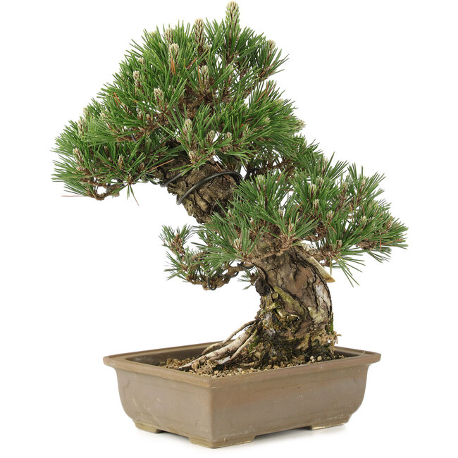 Pinus thunbergii, 29 cm, ± 25 years old