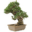 Pinus thunbergii, 29 cm, ± 25 jaar oud