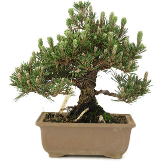 Pinus thunbergii, 24 cm, ± 25 jaar oud