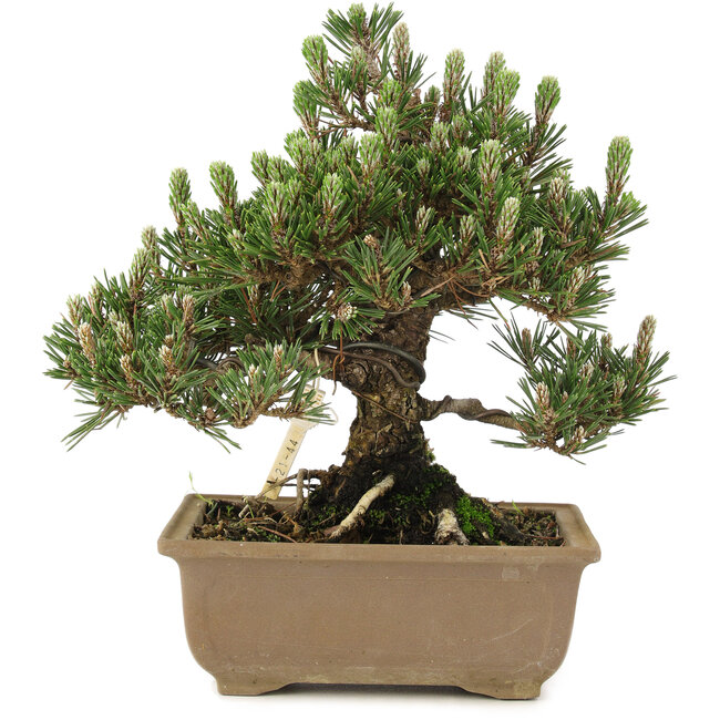 Pinus thunbergii, 24 cm, ± 25 años