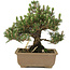 Pinus thunbergii, 24 cm, ± 25 ans