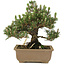 Pinus thunbergii, 24 cm, ± 25 jaar oud