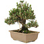 Pinus thunbergii, 24 cm, ± 25 jaar oud