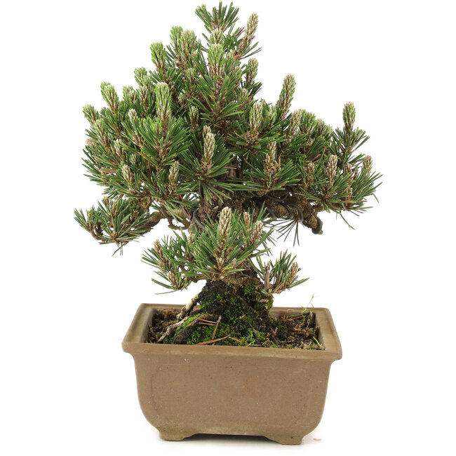Pinus thunbergii, 24 cm, ± 25 years old
