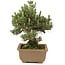 Pinus thunbergii, 24 cm, ± 25 anni