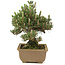 Pinus thunbergii, 24 cm, ± 25 ans