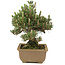 Pinus thunbergii, 24 cm, ± 25 jaar oud