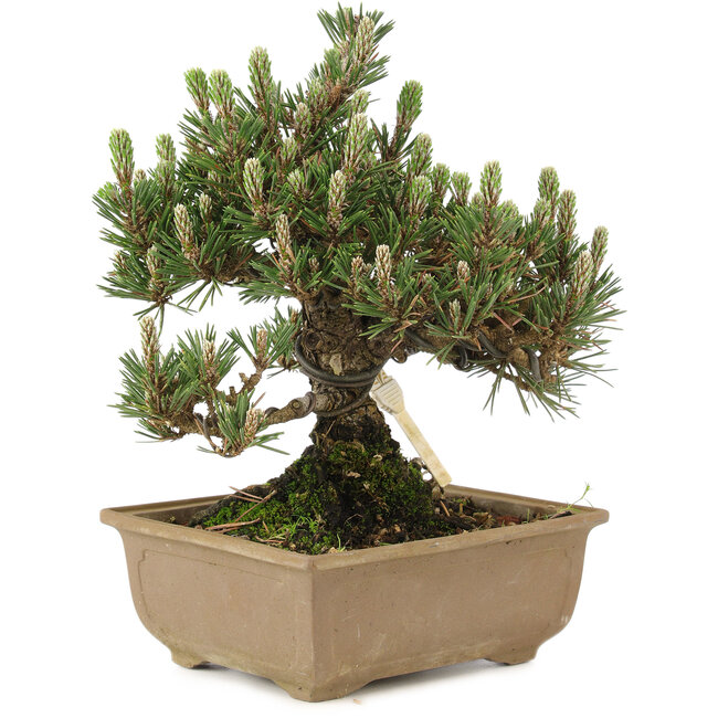 Pinus thunbergii, 24 cm, ± 25 ans