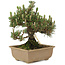 Pinus thunbergii, 24 cm, ± 25 jaar oud