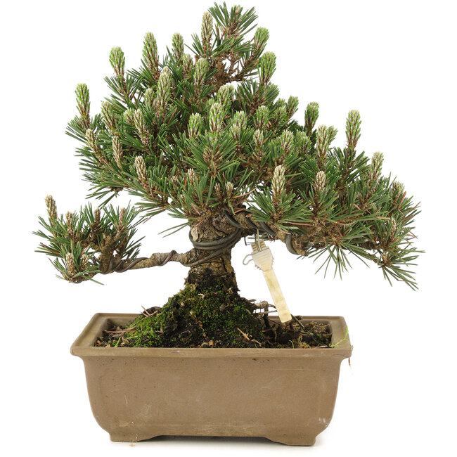 Pinus thunbergii, 24 cm, ± 25 years old