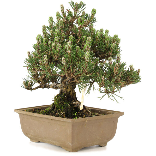 Pinus thunbergii, 24 cm, ± 25 jaar oud