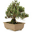 Pinus thunbergii, 24 cm, ± 25 años