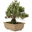 Pinus thunbergii, 24 cm, ± 25 ans