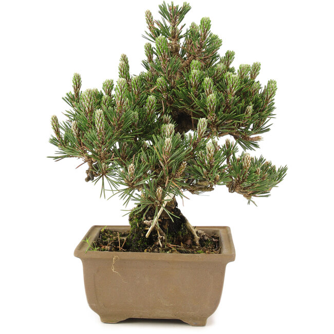 Pinus thunbergii, 24 cm, ± 25 years old