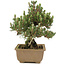 Pinus thunbergii, 24 cm, ± 25 ans