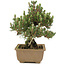 Pinus thunbergii, 24 cm, ± 25 Jahre alt