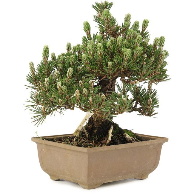 Pinus thunbergii, 24 cm, ± 25 jaar oud