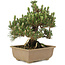 Pinus thunbergii, 24 cm, ± 25 ans