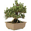 Pinus thunbergii, 24 cm, ± 25 years old