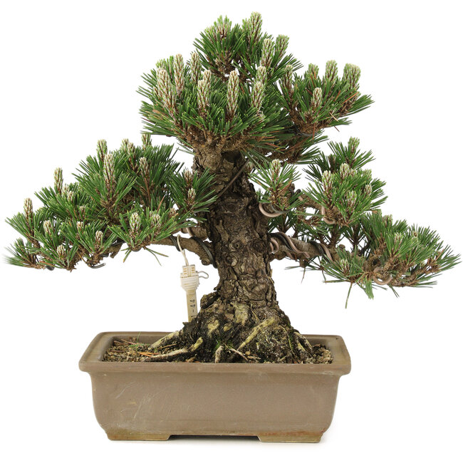 Pinus thunbergii, 25,5 cm, ± 25 jaar oud