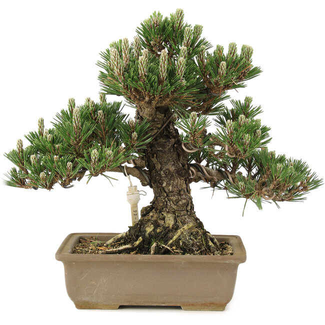 Pinus thunbergii, 25,5 cm, ± 25 Jahre alt