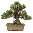 Pinus thunbergii, 25,5 cm, ± 25 jaar oud