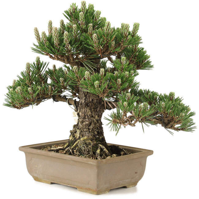 Pinus thunbergii, 25,5 cm, ± 25 ans