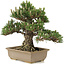 Pinus thunbergii, 25,5 cm, ± 25 jaar oud