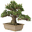 Pinus thunbergii, 25,5 cm, ± 25 Jahre alt