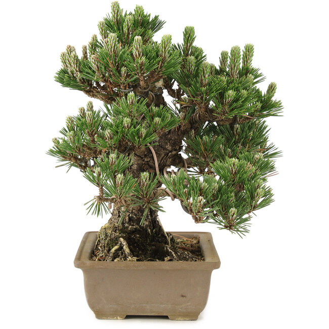 Pinus thunbergii, 25,5 cm, ± 25 anni