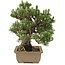 Pinus thunbergii, 25,5 cm, ± 25 years old