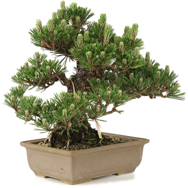 Pinus thunbergii, 25,5 cm, ± 25 años