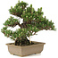 Pinus thunbergii, 25,5 cm, ± 25 jaar oud